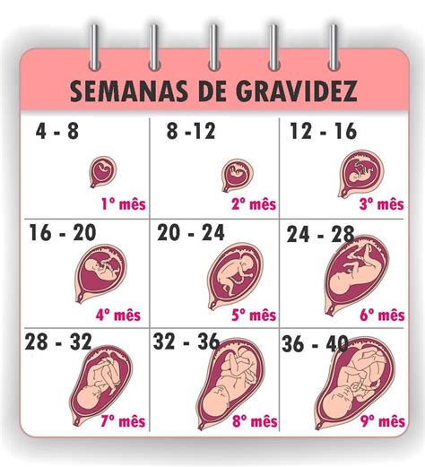 calcular tempo de gravidez